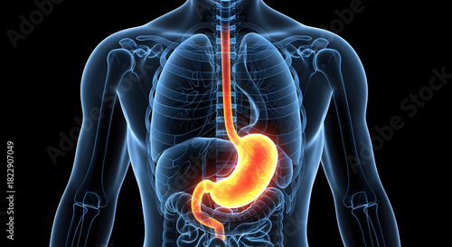 Human Stomach and Esophagus Anatomy 3D Illustration - Glowing Orange Digestive Organs on Blue X-Ray Body