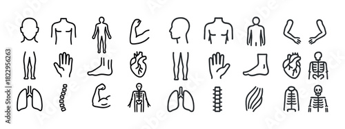 Simple line art of human anatomy: heart, lungs, muscles, skeleton, spine, joints
