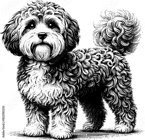 Black and White Engraving Illustration of a Maltipoo Dog Standing Full Length for Pet Stores, Veterinary Clinics, Animal Blogs, and Dog Breed Education