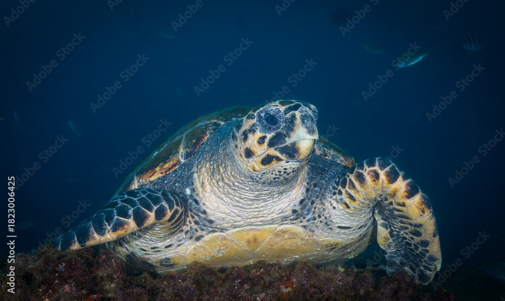 Fototapeta premium sea turtle in the lookout