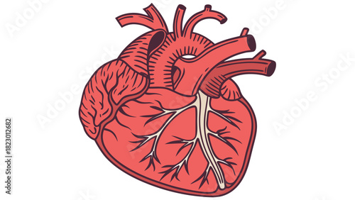 Illustration of a human heart with arteries and veins in red and white on a white background