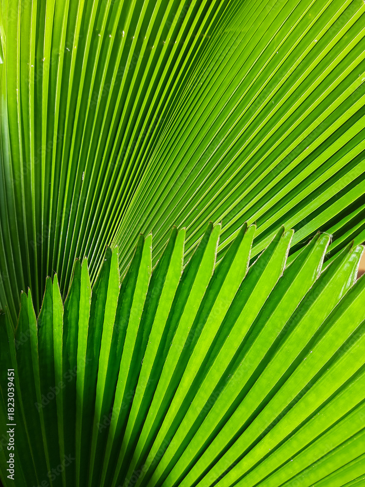 Fototapeta premium palm leaf background