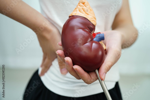 Chronic kidney disease, Asian woman with model for treatment urinary system, urology, Estimated glomerular filtration rate eGFR.