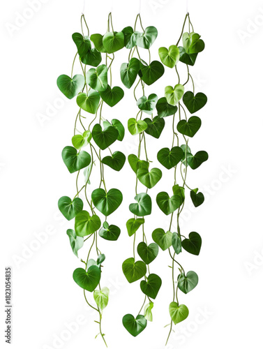String of Hearts Trailing Vine with Heart-Shaped Leaves Isolated
