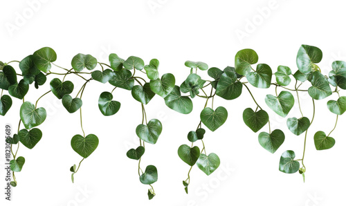 String of Hearts Trailing Vine with Heart-Shaped Leaves Isolated
