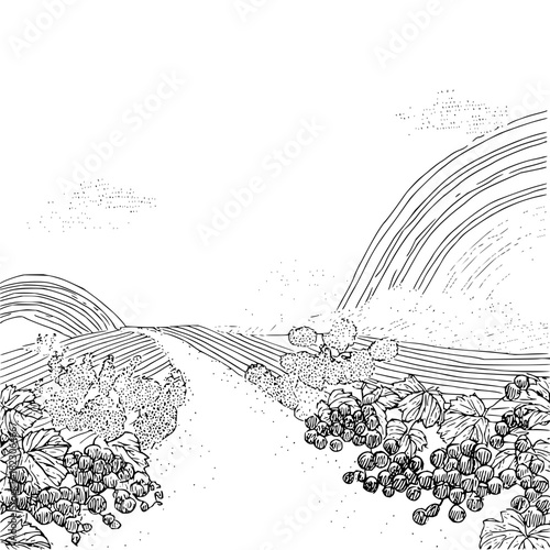 Illustration of a vineyard with rows of grape vines stretching into the distance isolated on