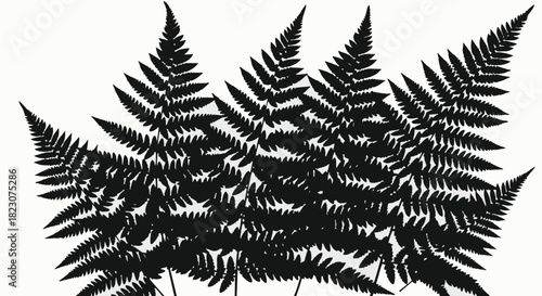 Black silhouette of several fern fronds against a white background. Simple, botanical illustration of fern leaves.