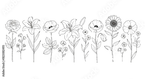 Line art illustration of various flowers including a rose, lily, poppy, and sunflower, arranged in a decorative row. Floral design elements.