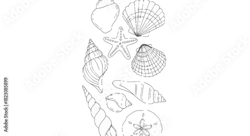A simple line drawing of various seashells and a starfish arranged vertically. The illustration is on a white background.
