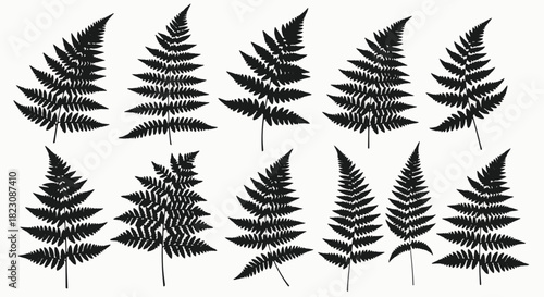 A collection of ten fern frond silhouettes in black, arranged against a white background. They appear to be vector graphics.