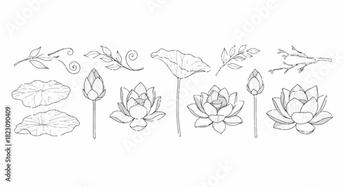 A collection of detailed line art drawings of lotus flowers, buds, leaves, and branches, all in a delicate, botanical illustration style.