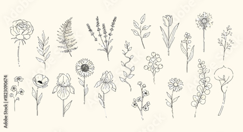 Elegant botanical line art featuring a variety of flowers and plants. The illustrations are minimalist and delicate, rendered in a consistent line weight on a neutral background.