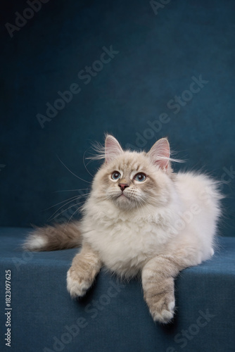 A cream-colored ragdoll cat sits calmly on a dark blue surface, appearing relaxed. The contrast between its soft fur and the deep background highlights its features.