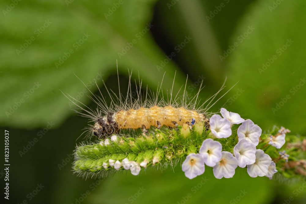 Fototapeta premium Hairy Caterpillar on Flower Spike — Macro Close-Up of Insect on Blossoms