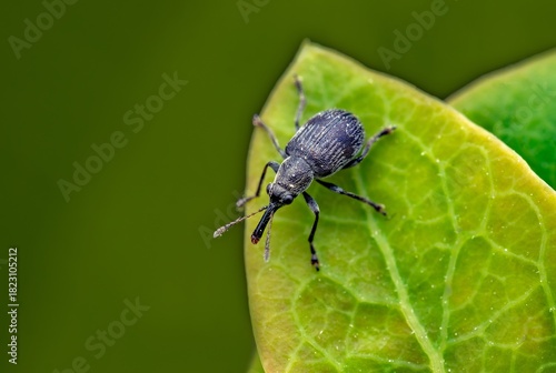 Black Weevil Beetle Macro on Green Leaf—Close-Up Insect Photography