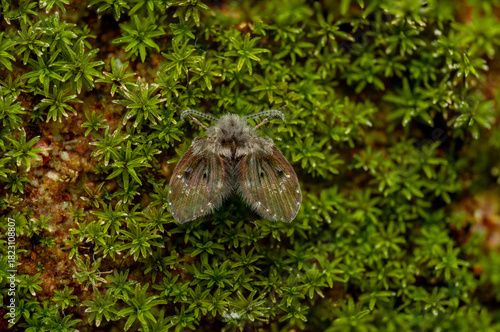 Macro Photo of Moth Fly Resting on Green Moss