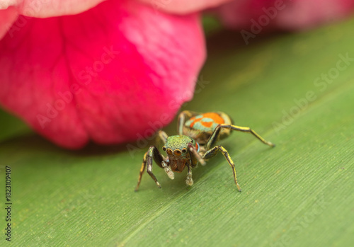 Colorful Jumping Spider Macro on Leaf with Pink Flower Background