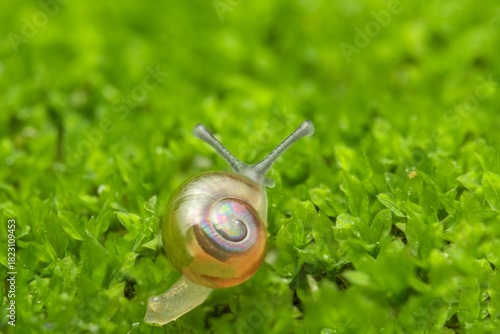 Macro of Tiny Translucent Snail Crawling on Fresh Green Moss