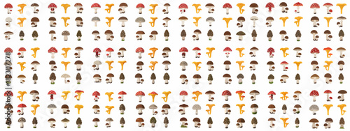 Seamless vector pattern of diverse forest mushrooms including fly agaric, chanterelles, porcini, and morels, representing culinary and wild fungi varieties.