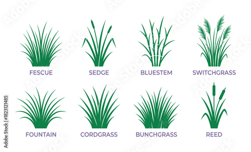 Eight ornamental grass varieties including fescue, sedge, bluestem, switchgrass, and reed plants