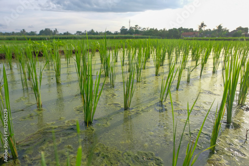 Young rice plants growing in a flooded paddy field, reflecting on the calm water and showcasing the early stages of rice cultivation.
