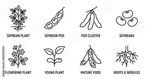 Soybean plant, pod, cluster, and beans line art icons. Flowering, young plant, mature pods, roots and nodules.