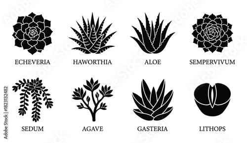 Succulent plants icon set, echeveria, haworthia, aloe, sempervivum, sedum, agave, gasteria, lithops.