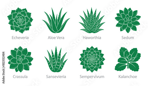 Succulent plants icon set, echeveria, aloe vera, haworthia, sedum, crassula, sansevieria, sempervivum.
