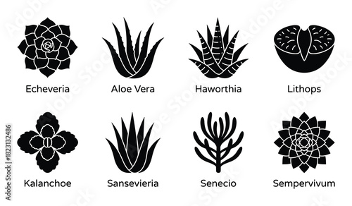 Succulent plants icon set, echeveria, aloe vera, haworthia, lithops, kalanchoe, sansevieria, senecio.