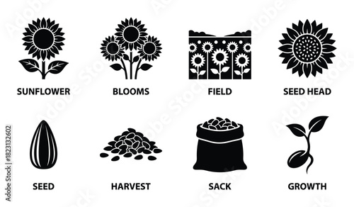 Sunflower farming harvest, growth, seeds, and field process black silhouettes collection