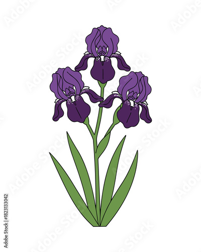 Three purple iris flowers botanical illustration. Violet plant with green leaves and thin stems isolated white.