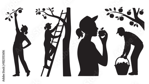 Set of apple harvesting silhouette illustrations featuring people picking apples from trees and using a ladder isolated on white background