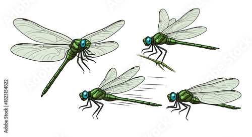 Detailed illustration of a green dragonfly in flight, showing its anatomy and movement