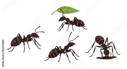 Illustration of ants working together in nature, one carrying a leaf and another drinking water