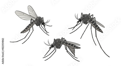 Three detailed illustrations of mosquitoes in flight and resting on white background
