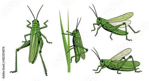 Set of five realistic green grasshoppers in various poses on a white background