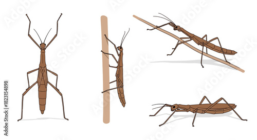 Brown Stick Insects Posing in Different Natural Environments and Positions