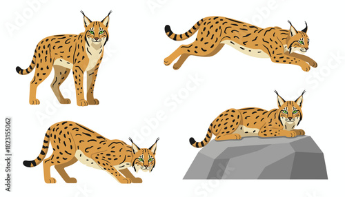 Diverse Poses of a Spotted Lynx Standing, Jumping, Crouching, and Resting on a Rock