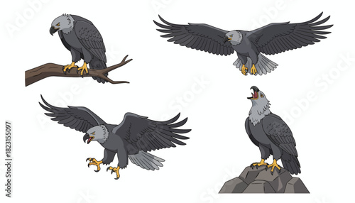Collection of Grey Eagles in Different Poses Perching, Flying, and Vocalizing