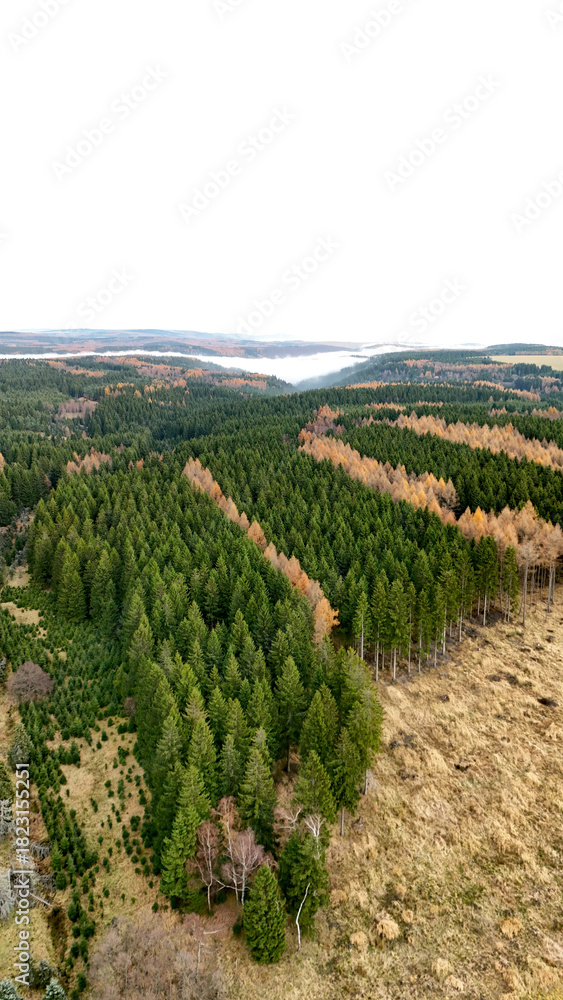 Naklejka premium Drone view of alternating green and autumn tree bands stretching toward the horizon, showcasing layered forest structure, seasonal transition, and natural landscape depth.