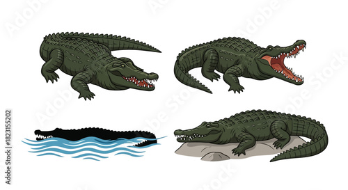 Set of realistic illustrations of alligators in various poses and environments on a white background