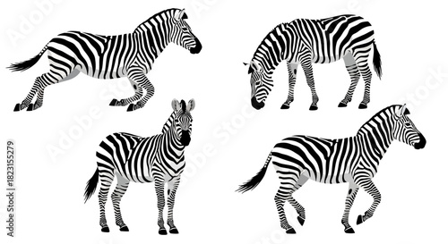 Set of Four Zebra Illustrations Depicting Various Poses and Actions