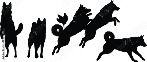 Siberian Husky silhouette set, jumping, running, standing, black on white, canine motion sequence, dynamic dog pose icon