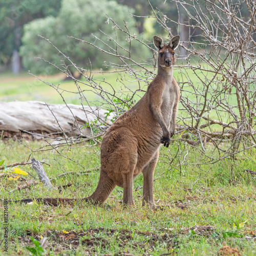 Male Western Grey Kangaroo