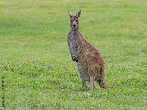 Western Grey Kangaroo