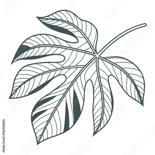 A detailed line art illustration of a single large deeply lobed tropical plant leaf with intricate vein patterns and shaded segments against a clean white background