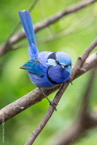 Splendid Fairy Wren