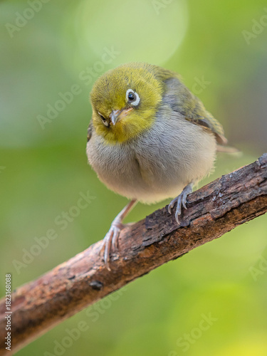 A Silvereye in Western Australia