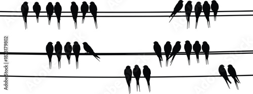 Silhouette birds perched on three parallel wires resembling musical staff, creative nature and music concept, vector illustration for stock content in wildlife and art themes