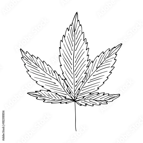 Hand drawn cannabis leaf Medicine marijuana Hemp leaves clipart in doodle style Single element for print, web, design, decor